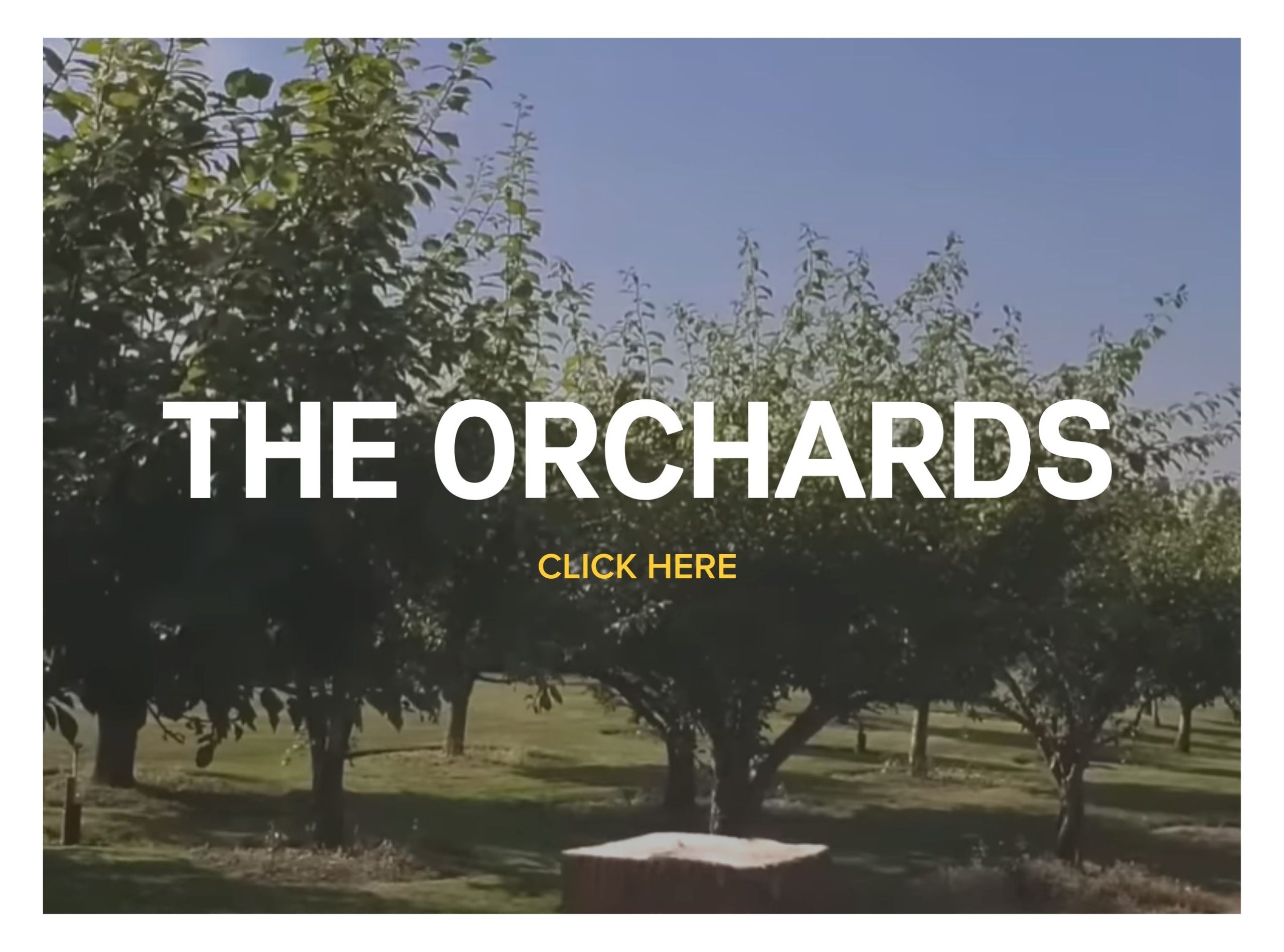 The Orchards